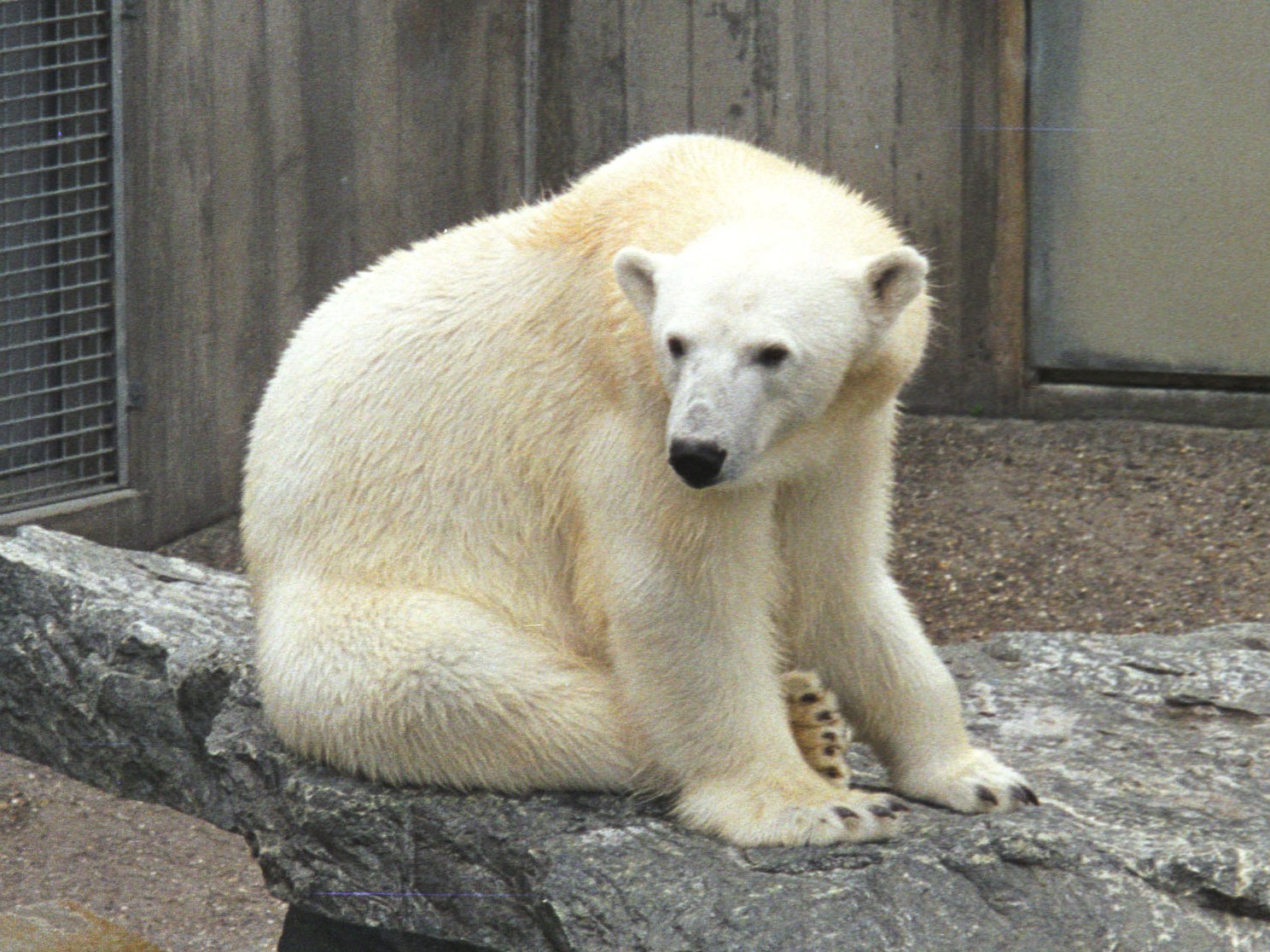 Eisbär Stuttgart Wilhelma